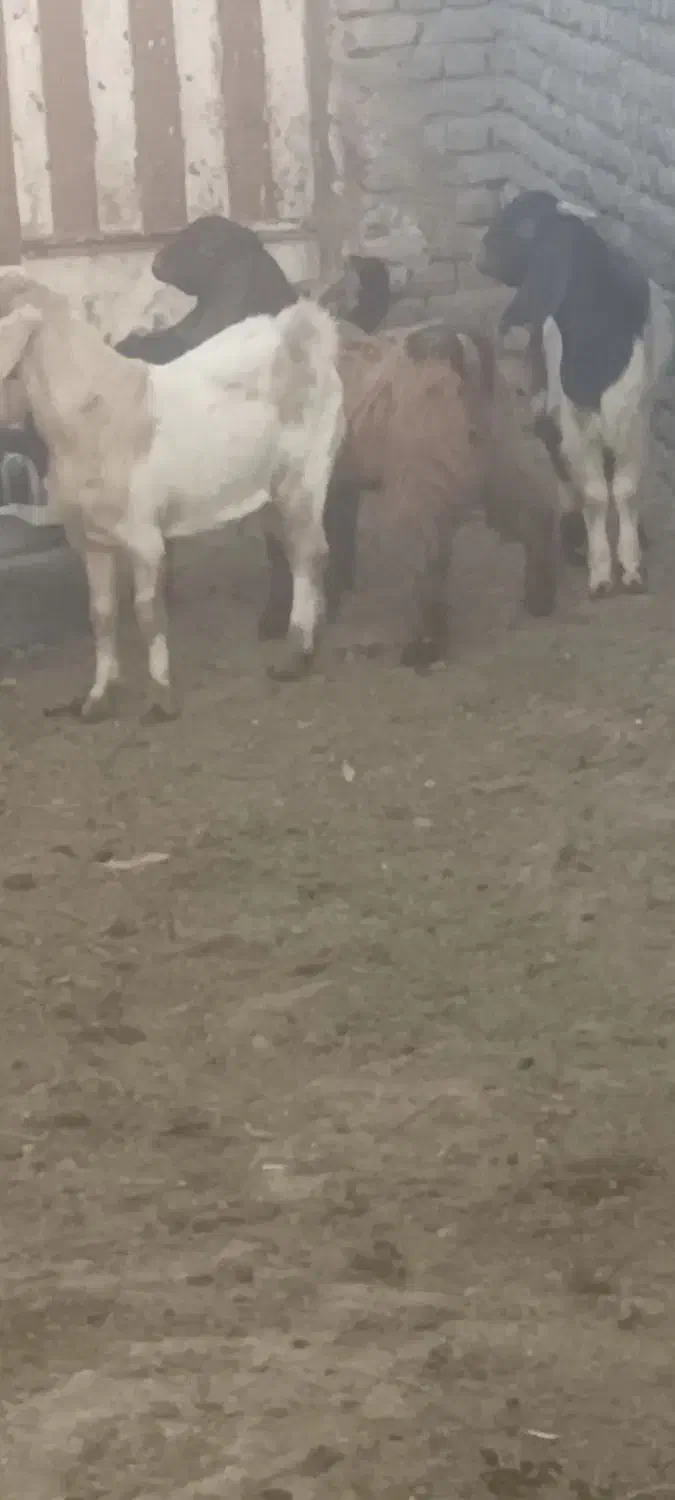 بزبزغاله میش|حیوانات مزرعه|تربت‌حیدریه, کوی شهید احمدزاده ملکی|دیوار