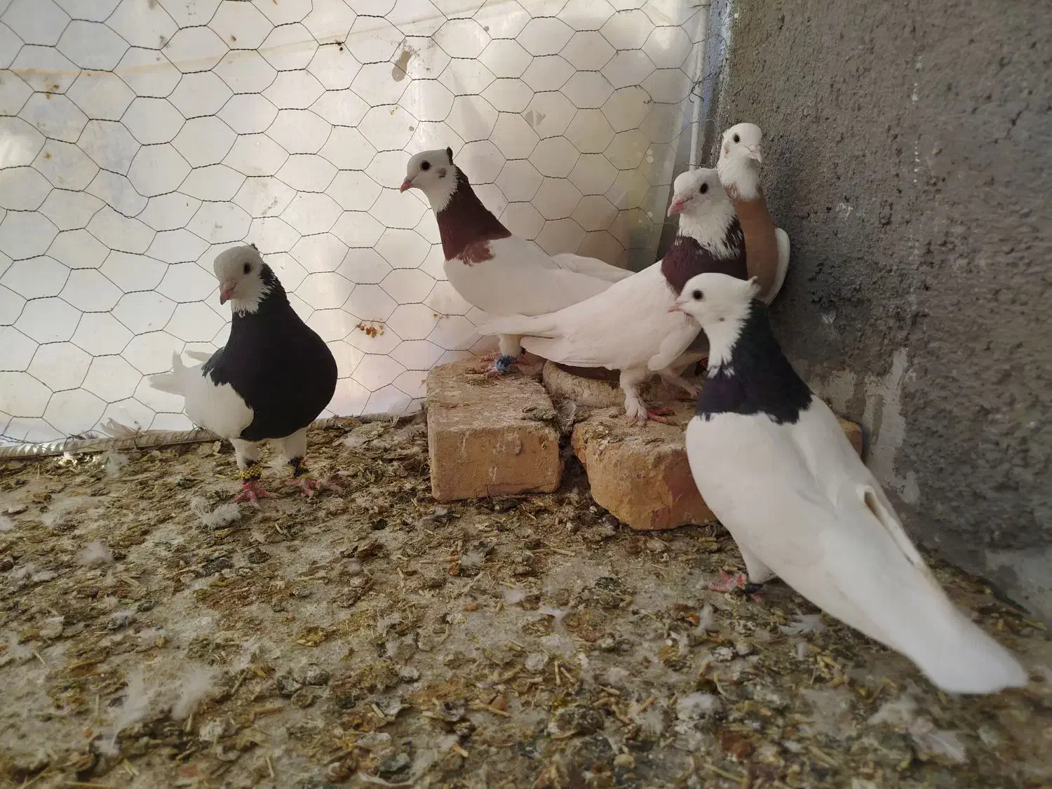 طوقی(قاین)|پرنده|بیرجند, |دیوار