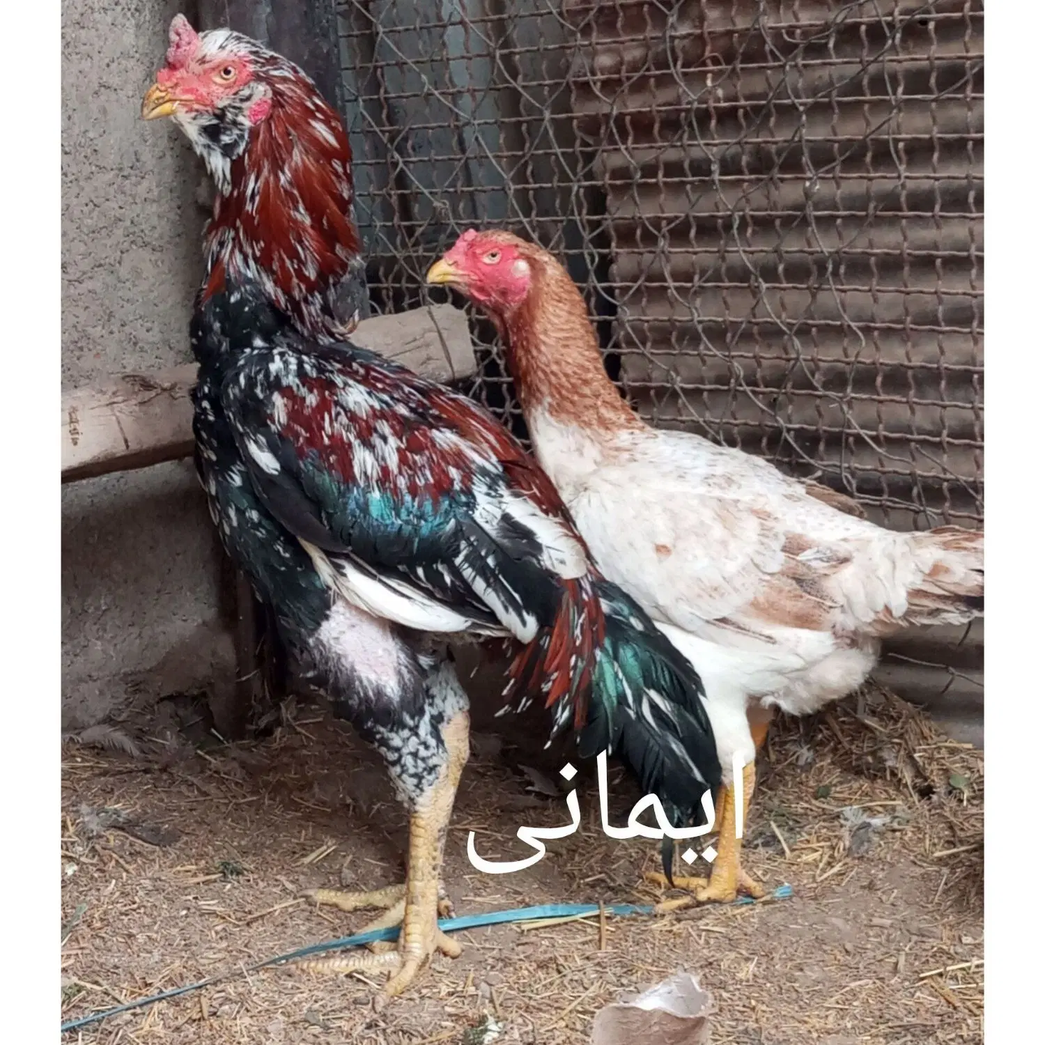 تخم مرغ لاری و جوجه لاری|حیوانات مزرعه|تهران, امیریه|دیوار