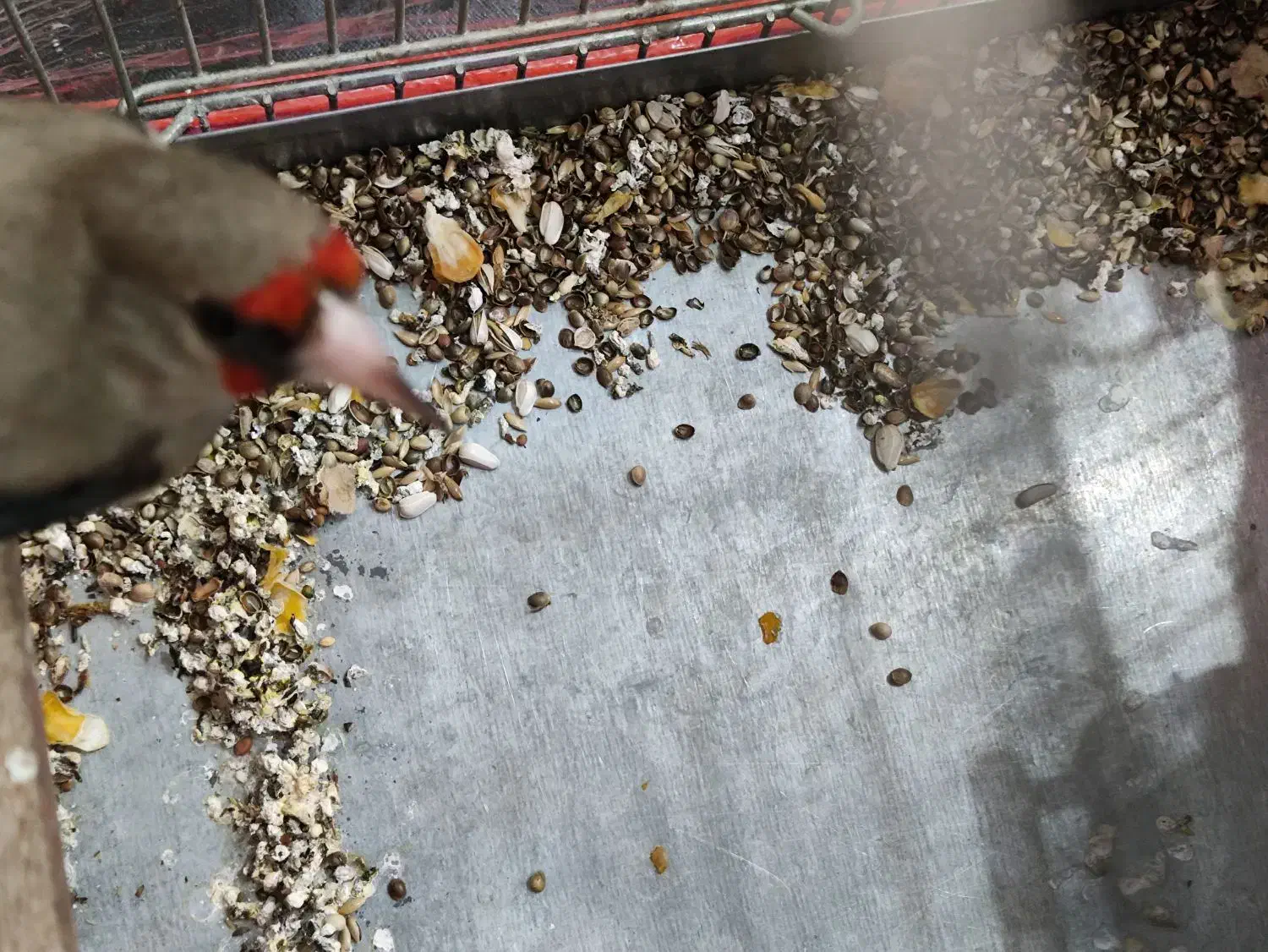 سهره|پرنده|رفسنجان, |دیوار