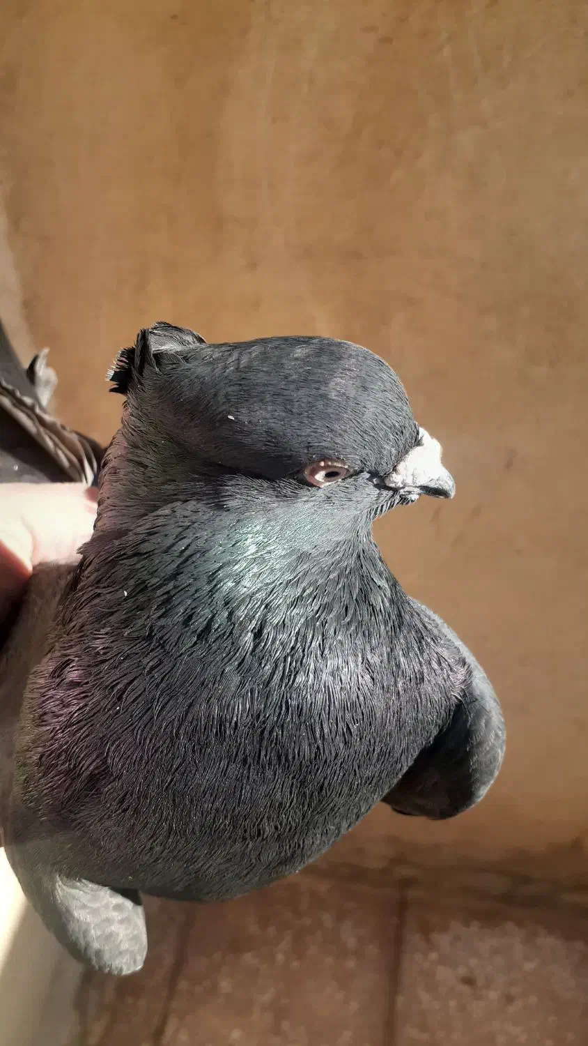 کفتردورود|پرنده|دورود, |دیوار