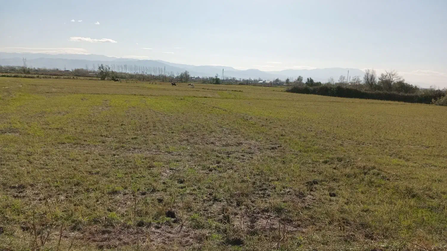 ۱۱۳۰۰مترشالیزارسنتی/زیرقیمت واقعی/چسبیده به انشعاب|فروش زمین و ملک کلنگی|آستانه اشرفیه, |دیوار