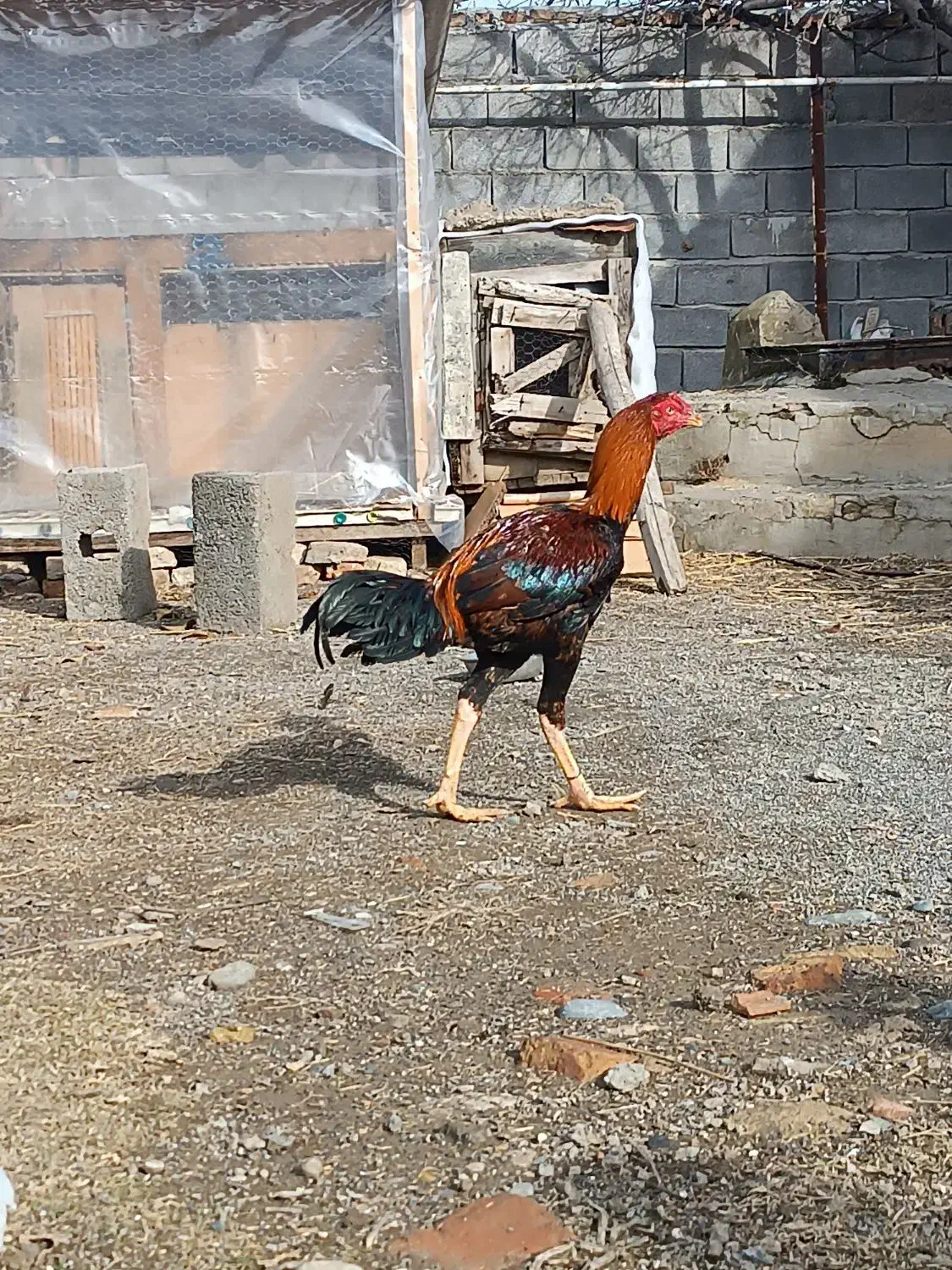 خروس لاری|حیوانات مزرعه|سیمین شهر, |دیوار