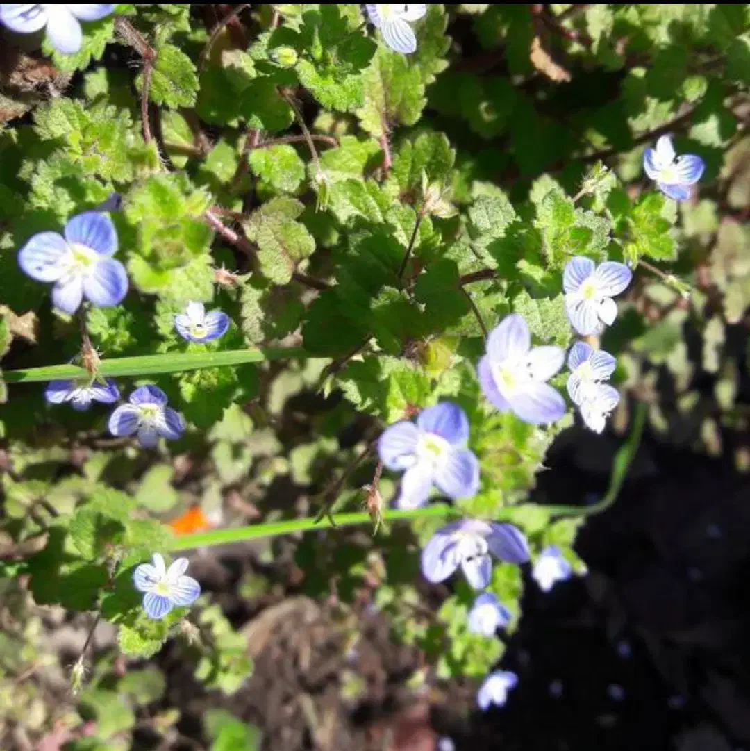 باغبانی|خدمات باغبانی و درختکاری|رشت, دخانیات|دیوار