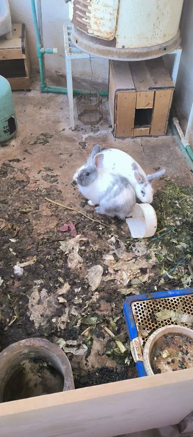 خرگوش لوپ|موش و خرگوش|خرمشهر, |دیوار