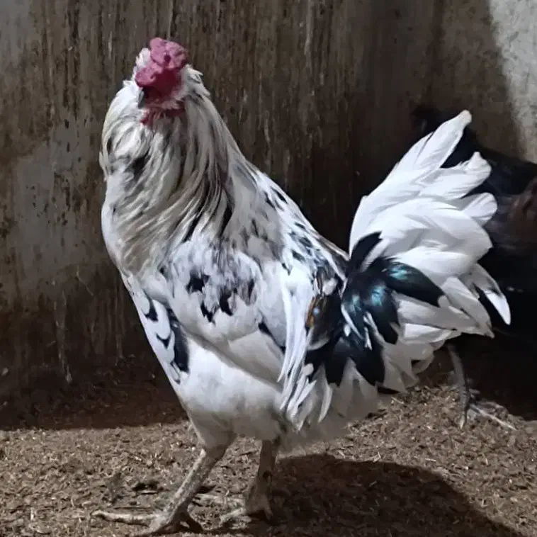 مرغ و خروس گلین|حیوانات مزرعه|خمینی‌شهر, |دیوار