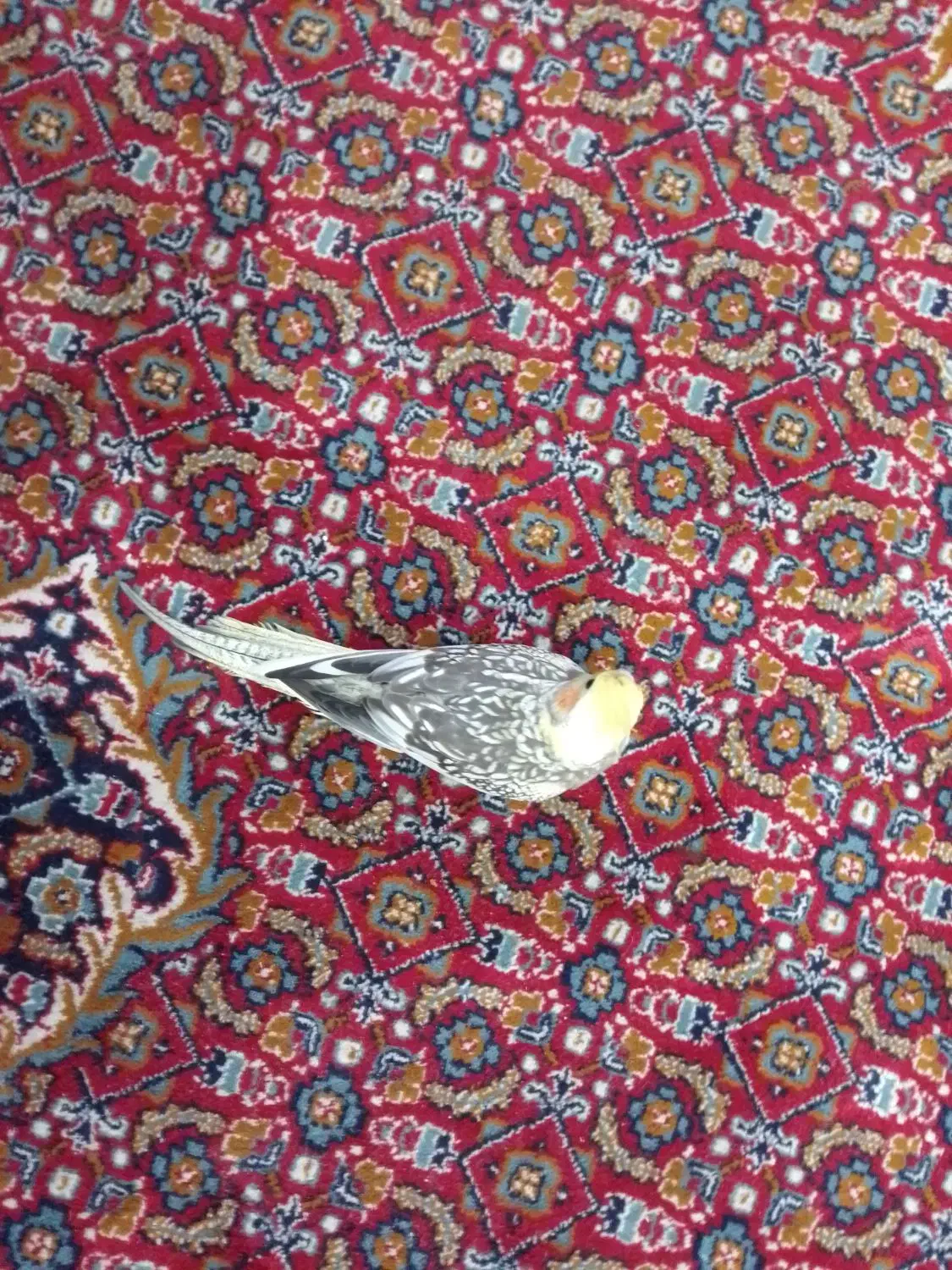 عروس هلندی|پرنده|رشت, دیانتی|دیوار