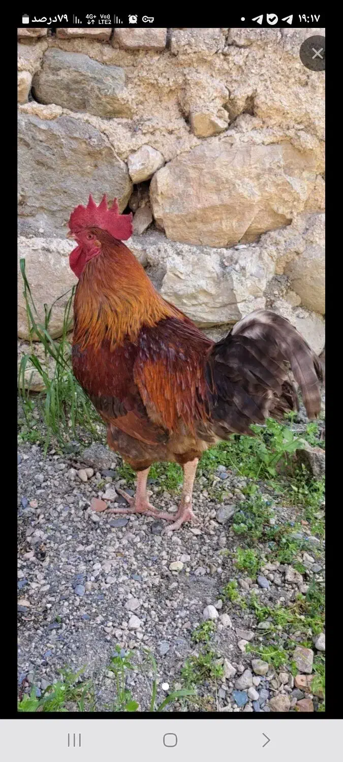 خروس محلی|حیوانات مزرعه|گلوگاه, |دیوار