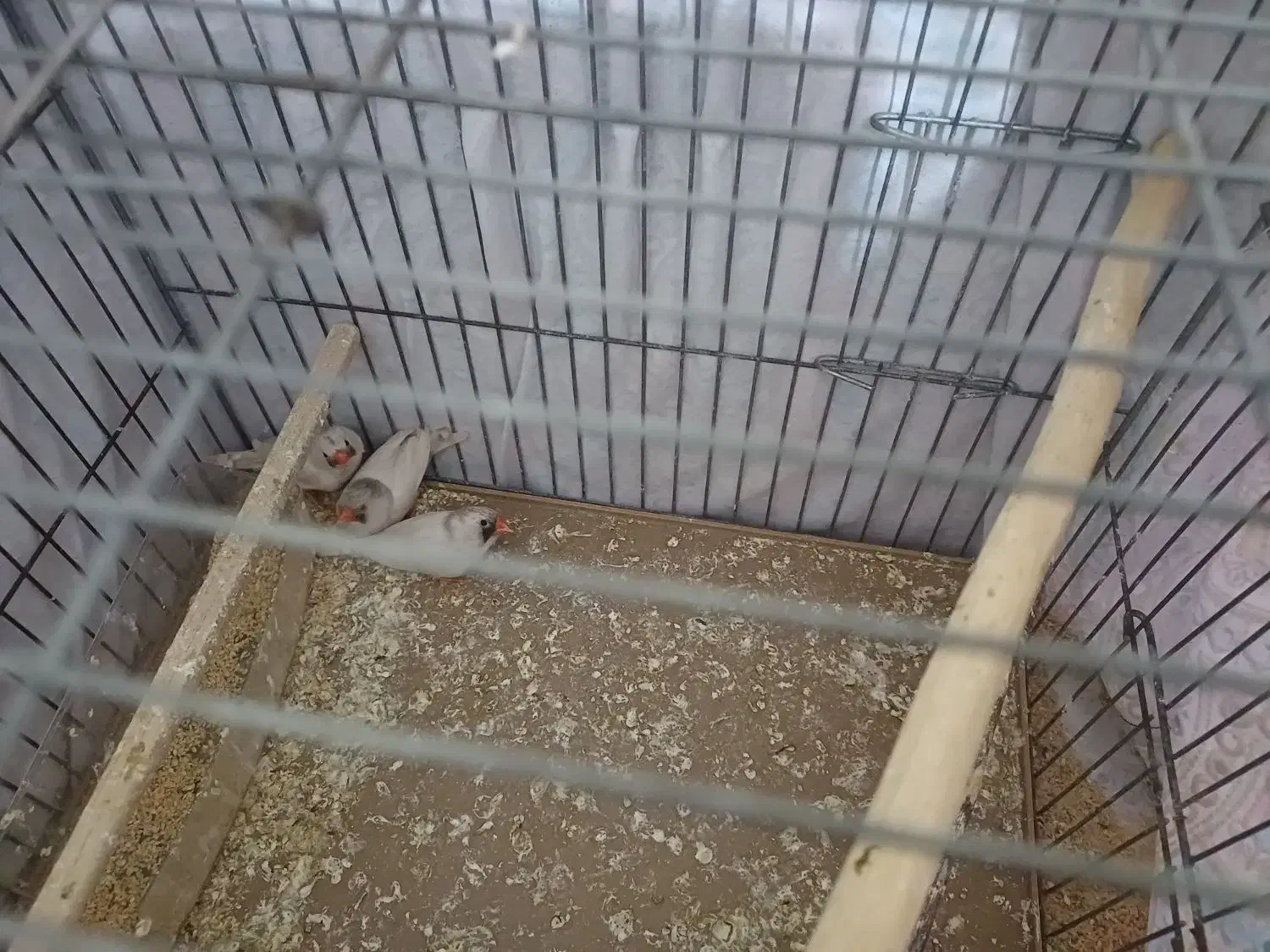 فنچ|پرنده|نسیم‌شهر, |دیوار