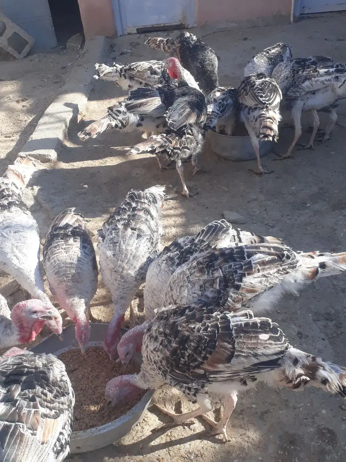 ۵۰عدد بقلمون جوانه محلی|حیوانات مزرعه|زهک, |دیوار