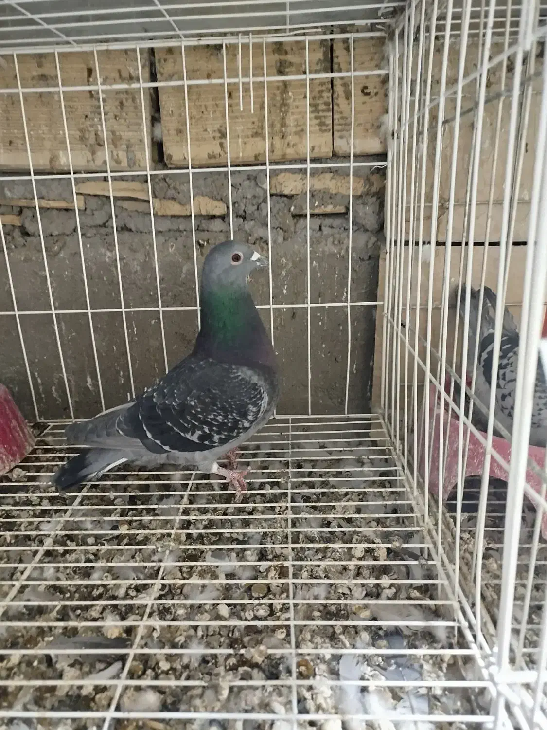 سه.عددکبوتر‌پلاکی‌مسافتی‌پدر‌مادر‌نشسته|پرنده|مسجد سلیمان, |دیوار