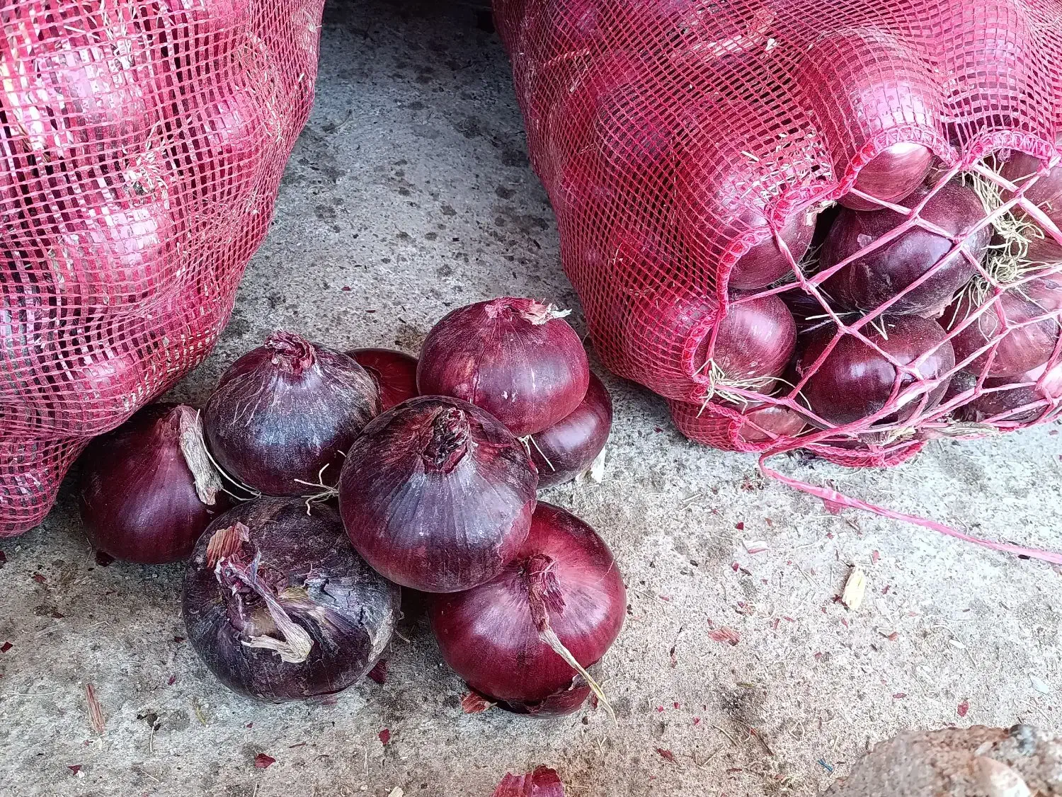 بذر پیاز قرمز|خدمات باغبانی و درختکاری|لیلان, |دیوار