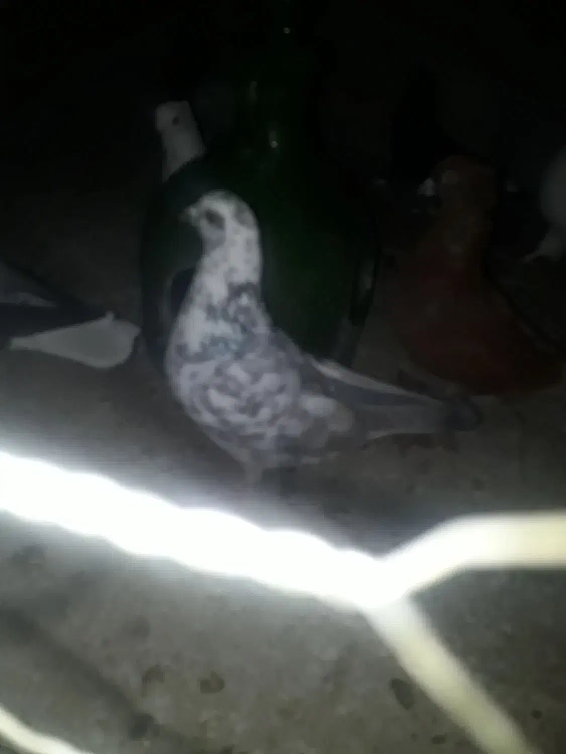 کبوترگم شده|حیوانات|قم, نیروگاه|دیوار