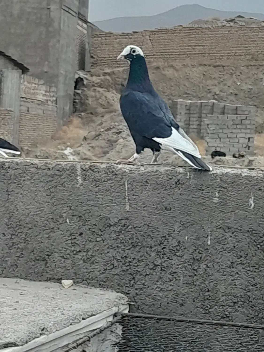 کبوتر|پرنده|شاندیز, |دیوار