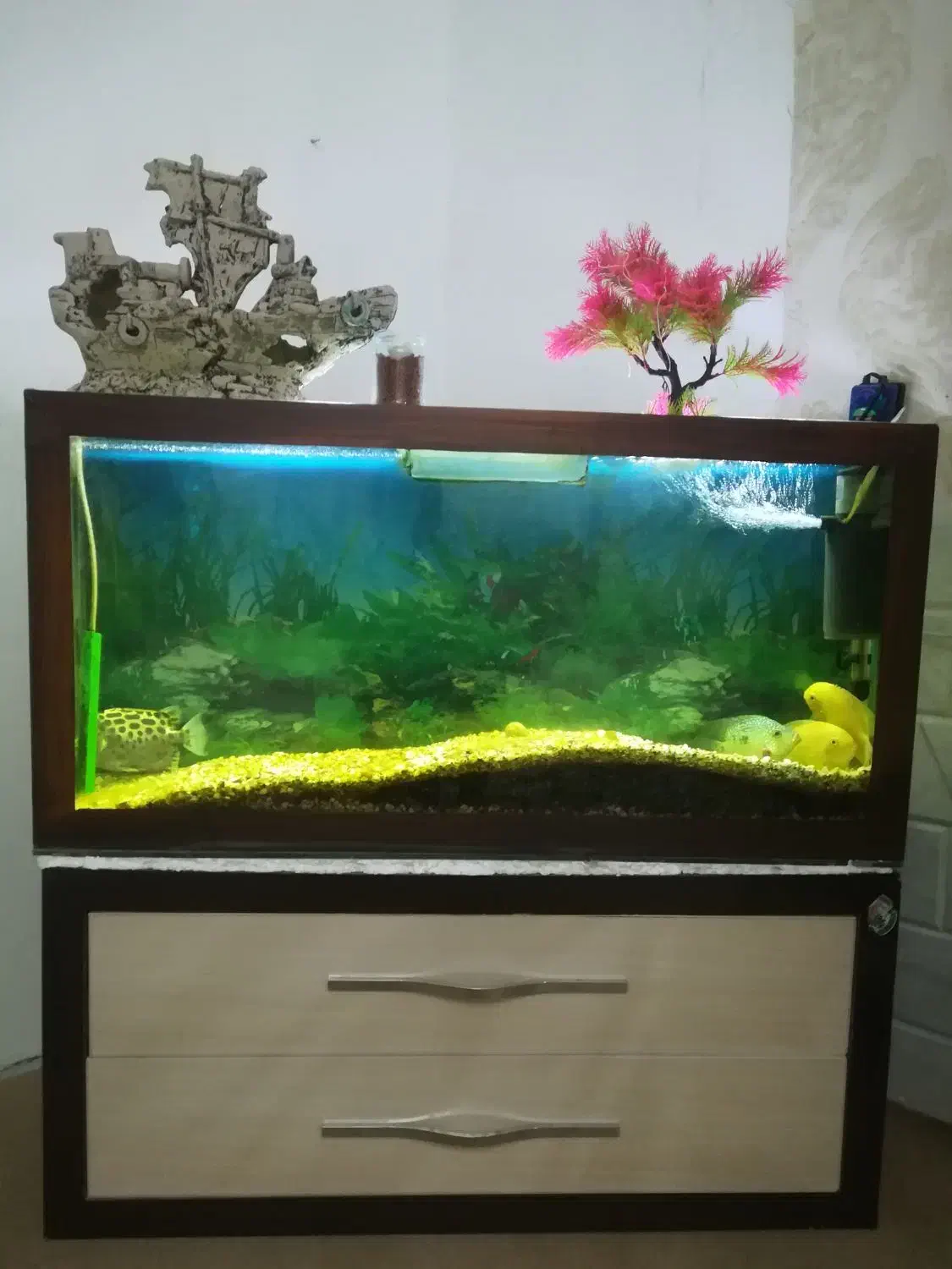 آکواریوم با پایه|ماهی|تربت‌حیدریه, شهرک ولیعصر|دیوار