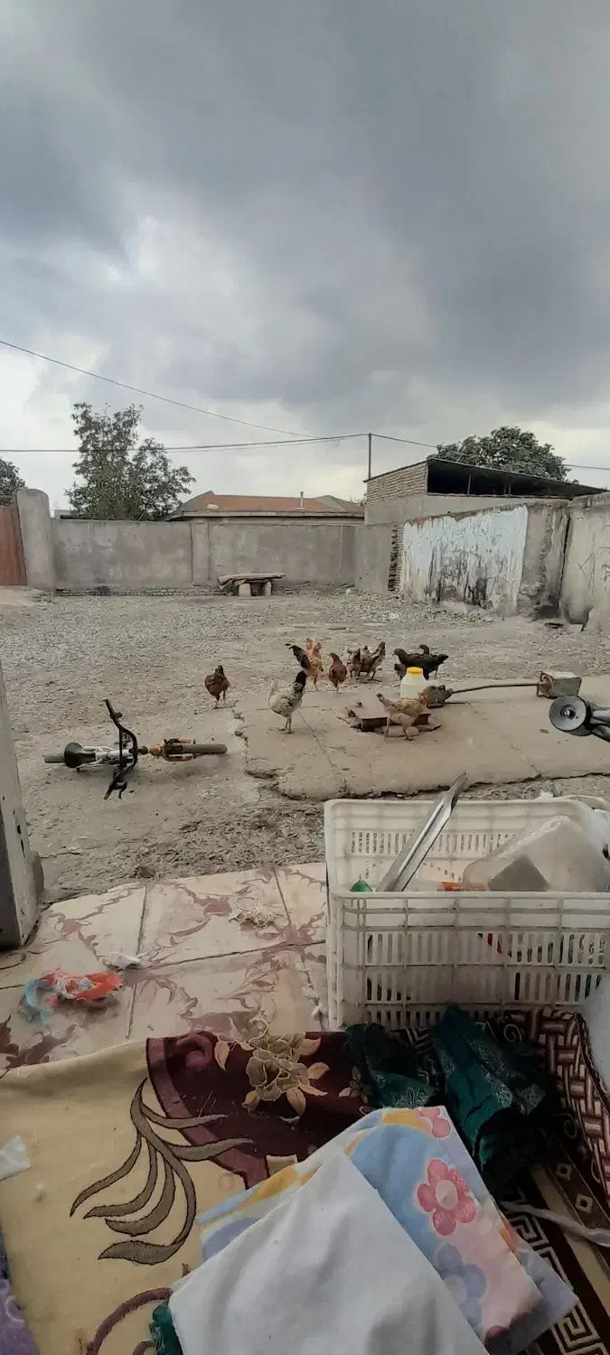 مرغ و خروی بفروش میرسد|حیوانات مزرعه|آق قلا, |دیوار