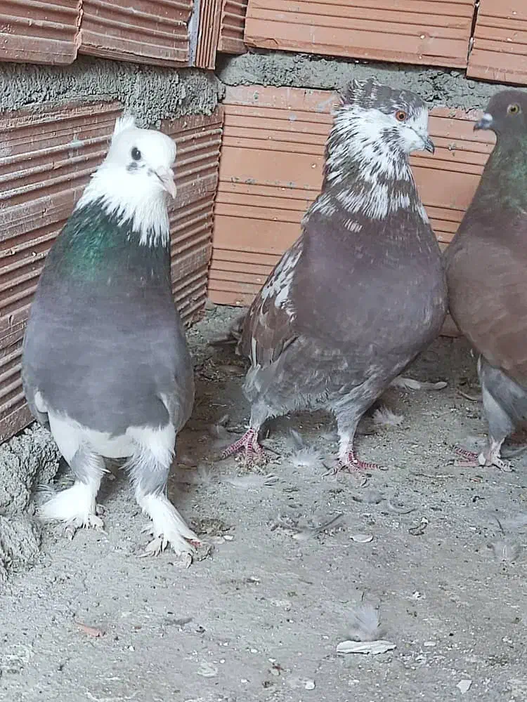 کبوتر تکپر  کاکل|پرنده|خان ببین, |دیوار