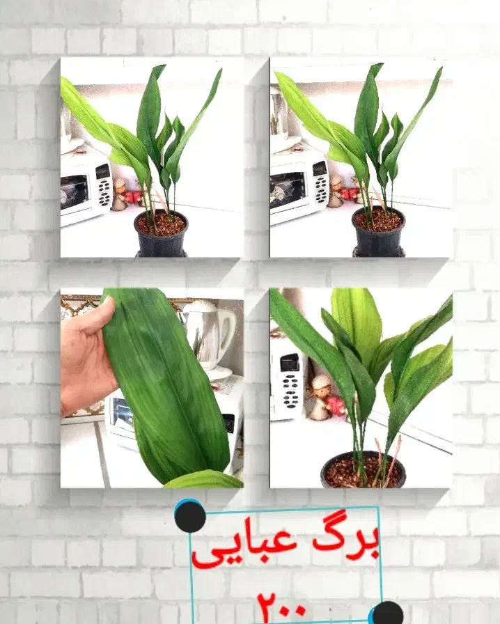 گل های آپارتمانی|گل و گیاه طبیعی|نیشابور, خیام|دیوار