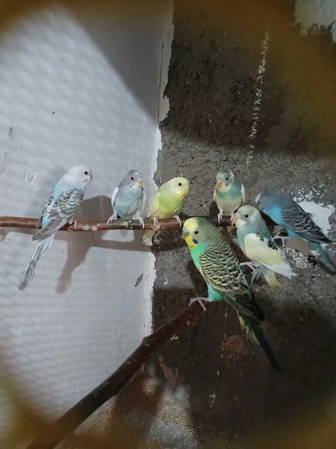 مرغ عشق های کارداده وآماده|پرنده|اقبالیه, |دیوار