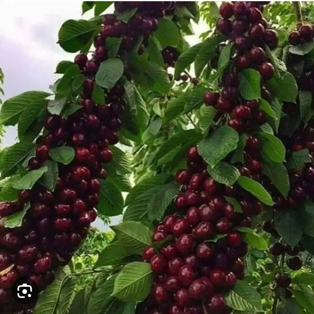 نهال گیلاس و آلبالو|خدمات باغبانی و درختکاری|اشنویه, |دیوار