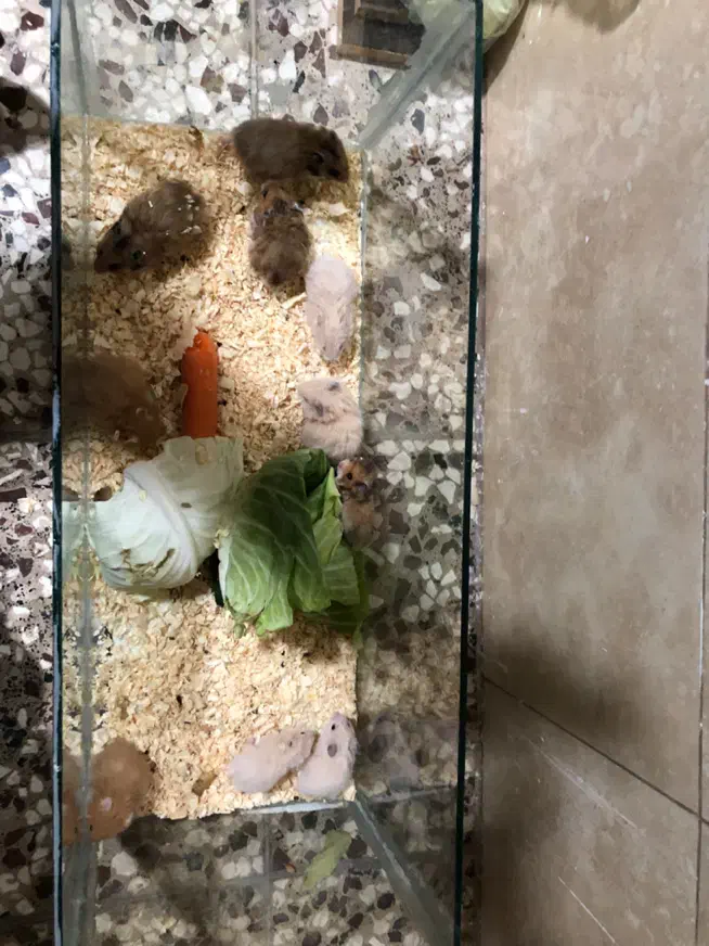 همستر ،خرگوش|موش و خرگوش|گنبد کاووس, |دیوار