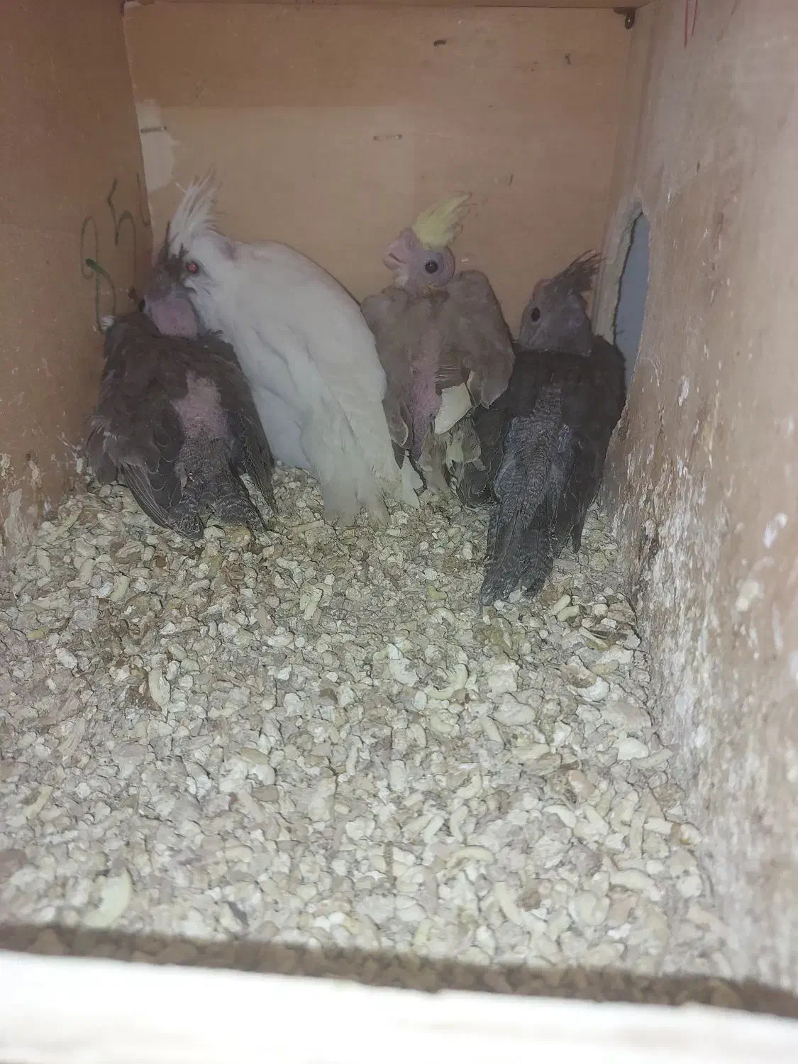 جوجه عروس هلندی سرلاکی ادرس برازجان|پرنده|برازجان, |دیوار