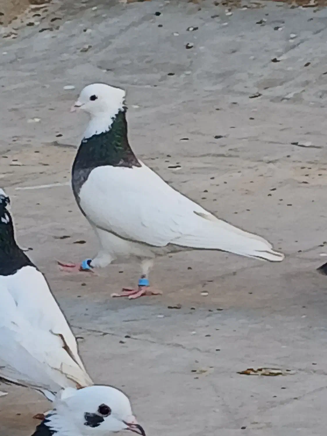 کبوتر طوقی|پرنده|شیراز, کوشک میدان|دیوار