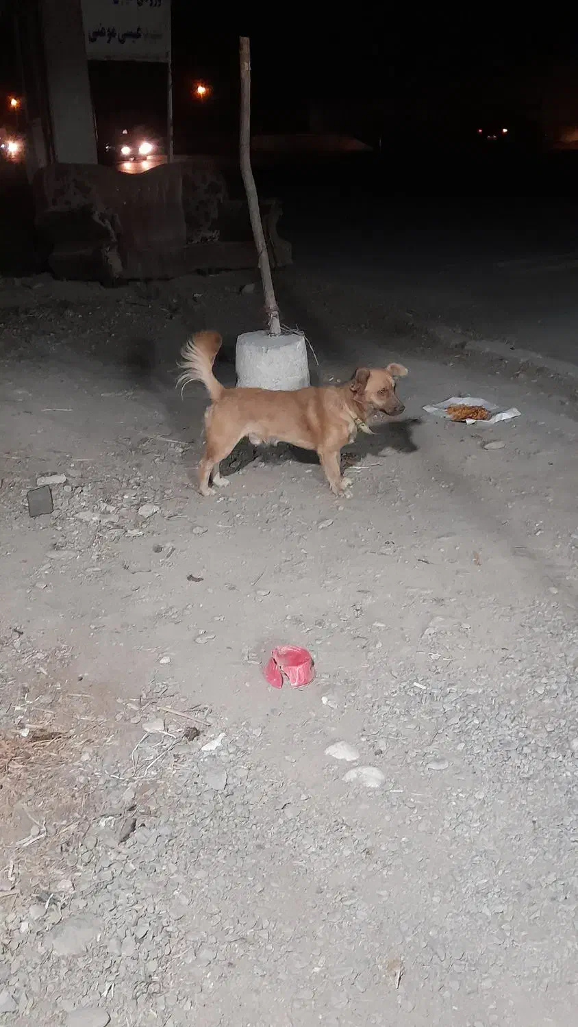 سگ پاکوتاه اشپیتز|سگ|گرگان, |دیوار