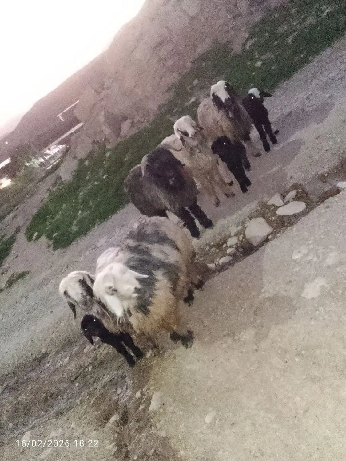 میش داشتی|حیوانات مزرعه|مسجد سلیمان, |دیوار