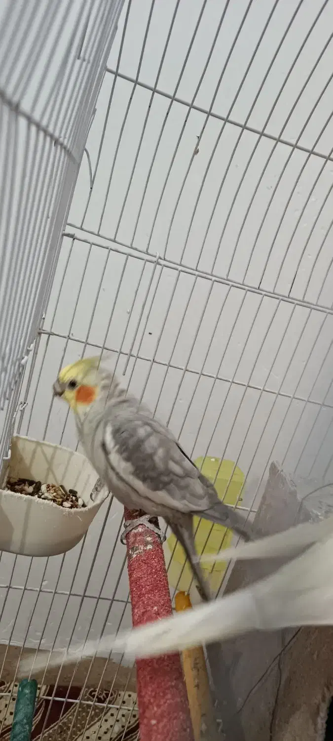 عروس هلندی|پرنده|دهلران, |دیوار