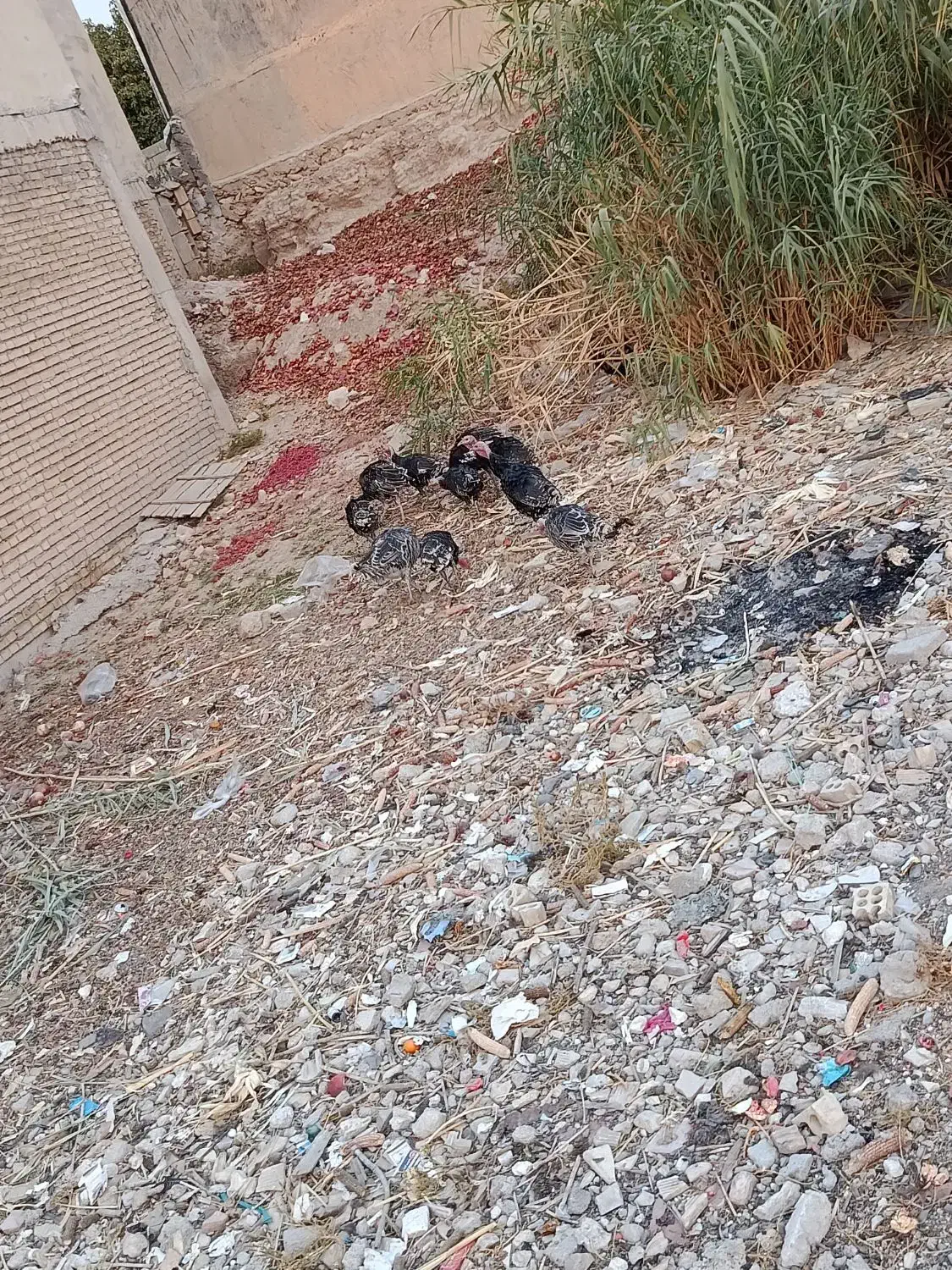 فروش بوقلمون در قلعه تل|حیوانات مزرعه|باغ ملک, |دیوار