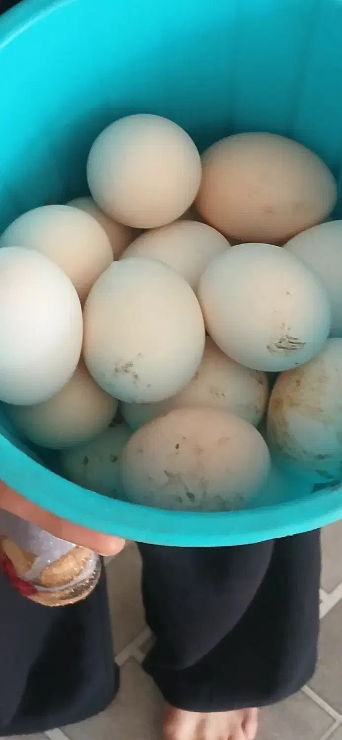 تخم گلین از مولدهای با کیفیت|حیوانات مزرعه|انبارآلوم, |دیوار