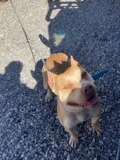 سگ اصیل|سگ|کرمان, |دیوار