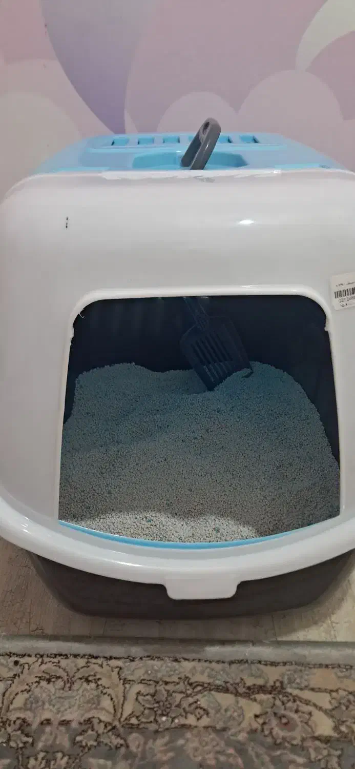 گربه نر|گربه|ساری, |دیوار