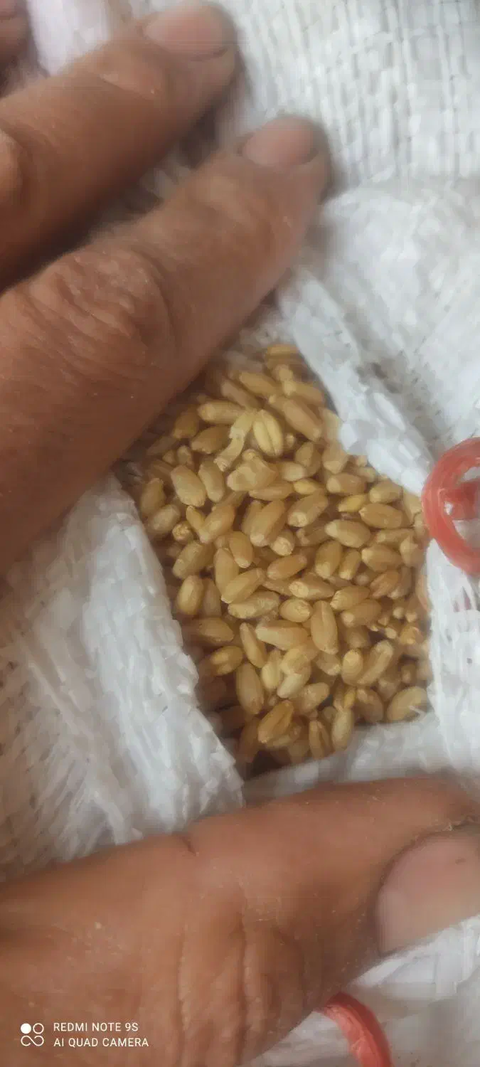 گندم ابی درجه یک 540گیلو موجود هست|خدمات باغبانی و درختکاری|چگنی, |دیوار