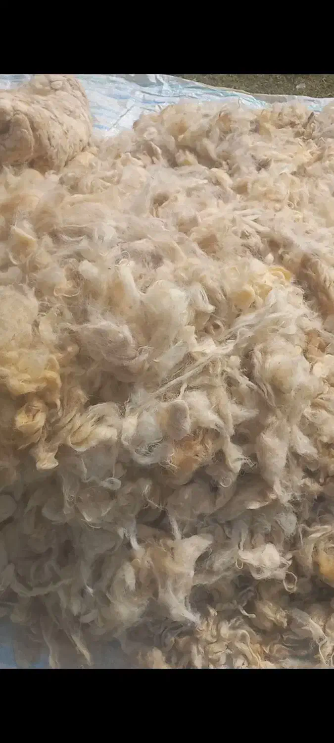 پشم گوسفند|رختخواب، بالش، پتو|پارس‌آباد, |دیوار