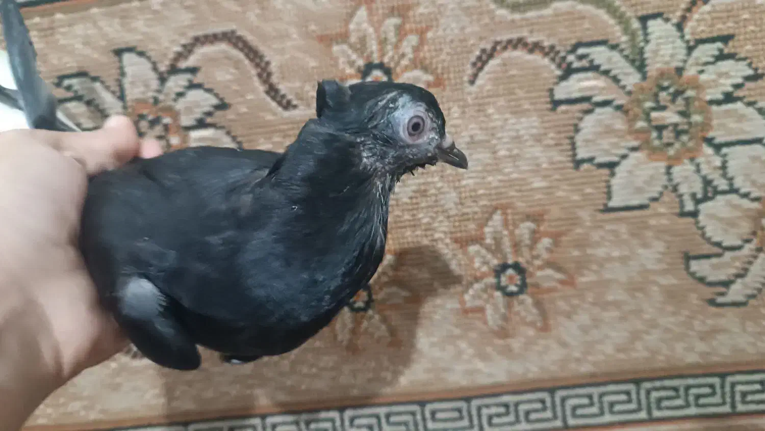 دو عدد کبوتر دم سفید|پرنده|صائین قلعه, |دیوار