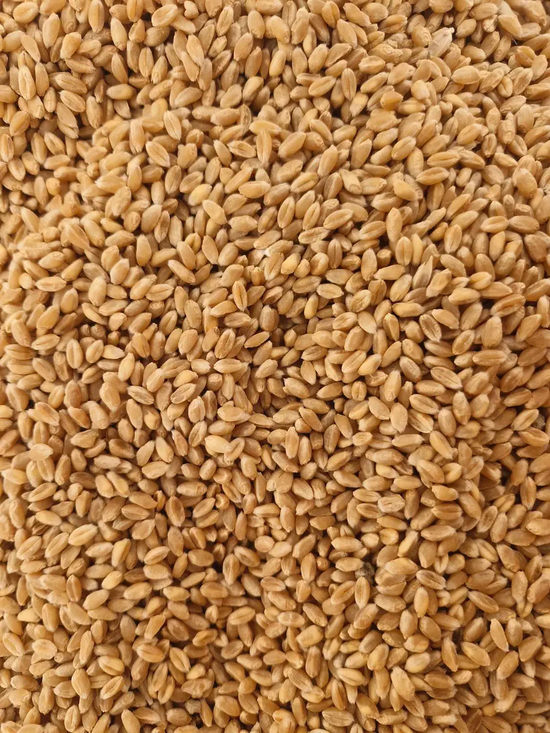 گندم بذری 1 پیشگام آبی ودیمی و سمنویی|خدمات باغبانی و درختکاری|داران, |دیوار