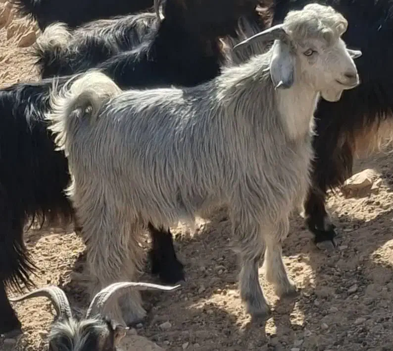 یک عدد کَره|حیوانات مزرعه|باغ ملک, |دیوار