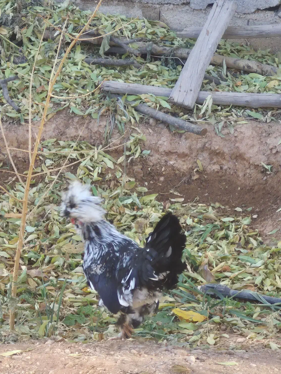 مرغ و خروس سلطان|پرنده|شهرضا, |دیوار