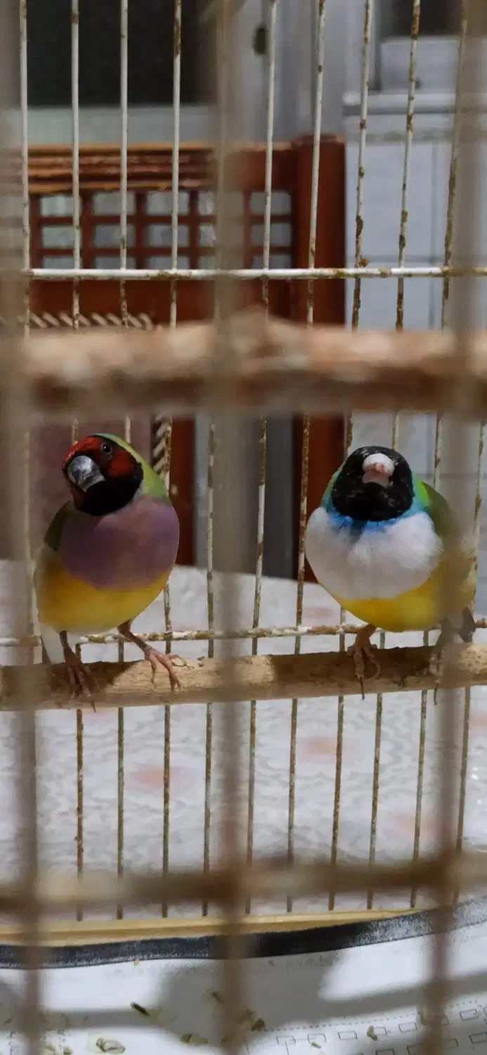 یک جفت فنچ زیبا|پرنده|شیراز, باغ تخت|دیوار