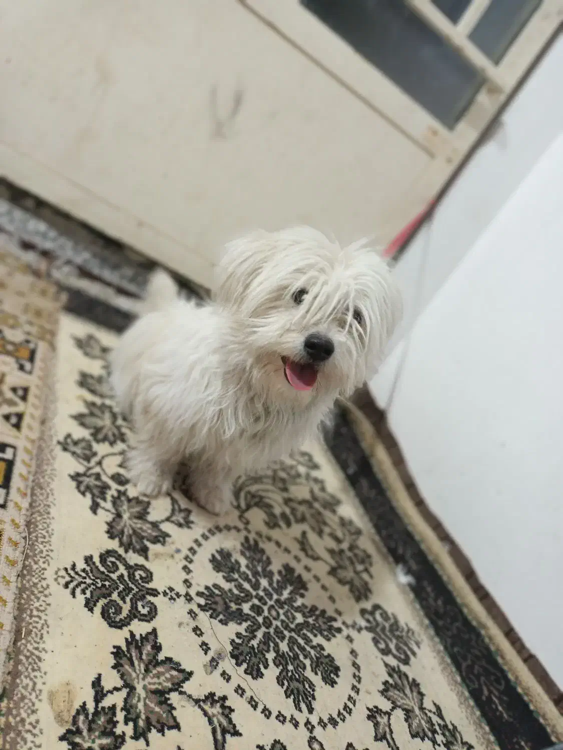 فوروش سگ شیتزو|سگ|شاهین‌شهر, گزبرخوار|دیوار