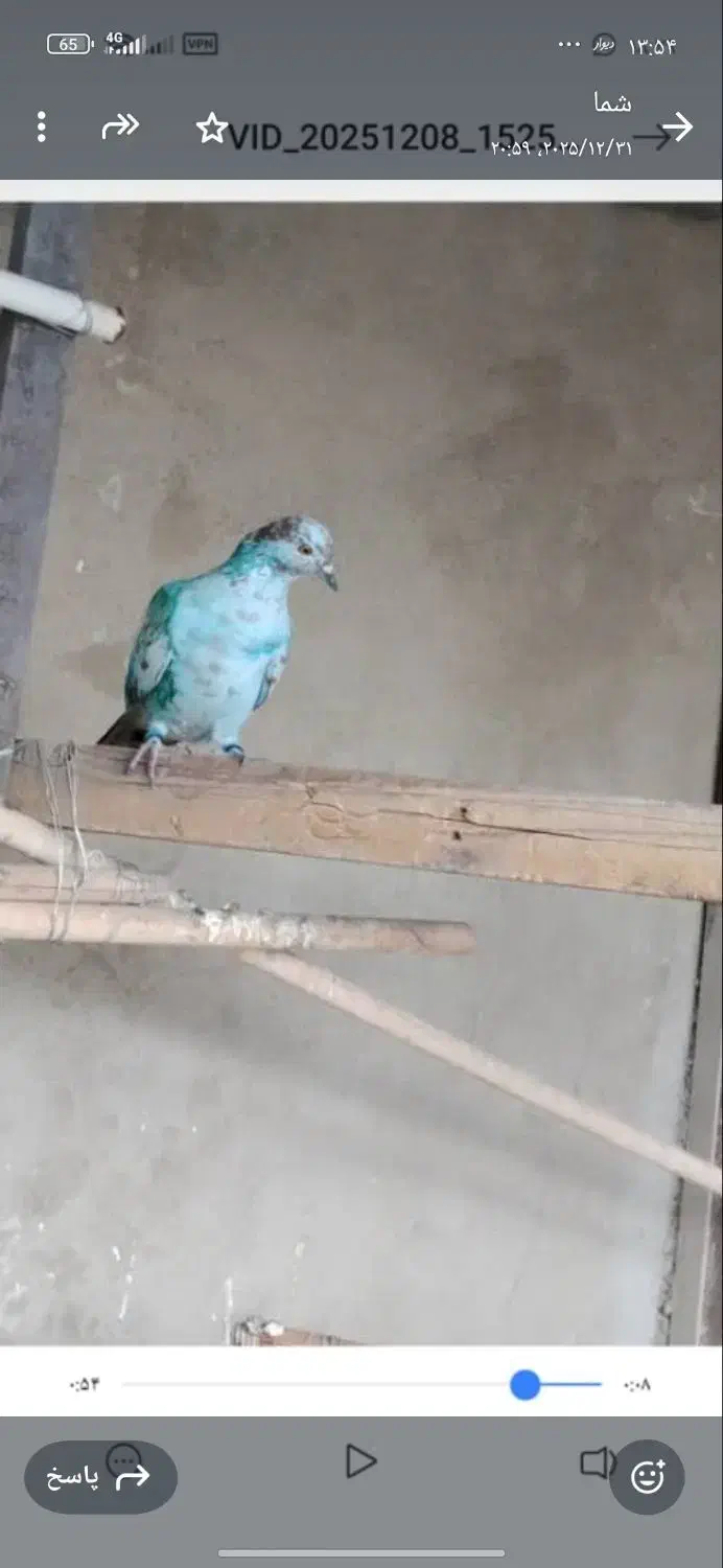 کفتر|پرنده|کهریزک, |دیوار