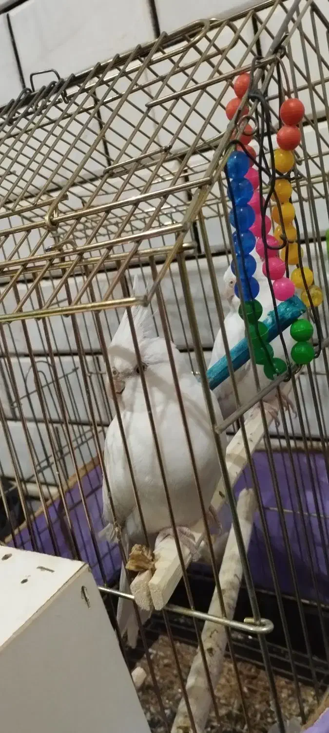 عروس هلندی|پرنده|قم, قلعه عموحسین|دیوار