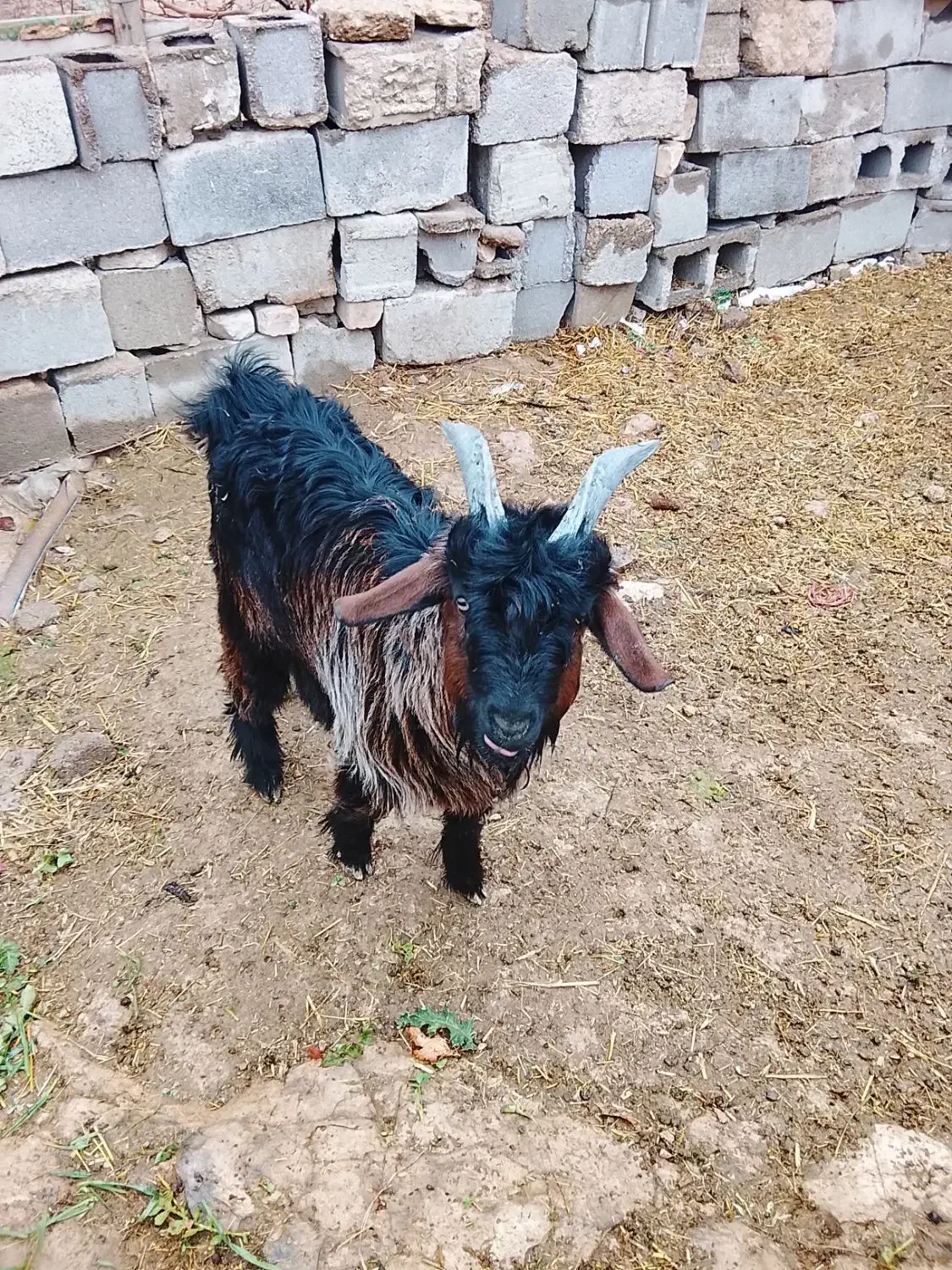 بز ترکی|حیوانات مزرعه|شیراز, گویم|دیوار