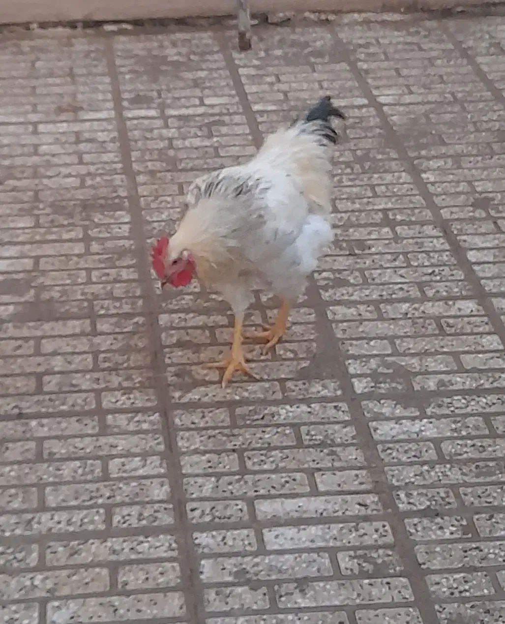 مرغ و خروس|حیوانات مزرعه|نجفآباد, یزدانشهر|دیوار