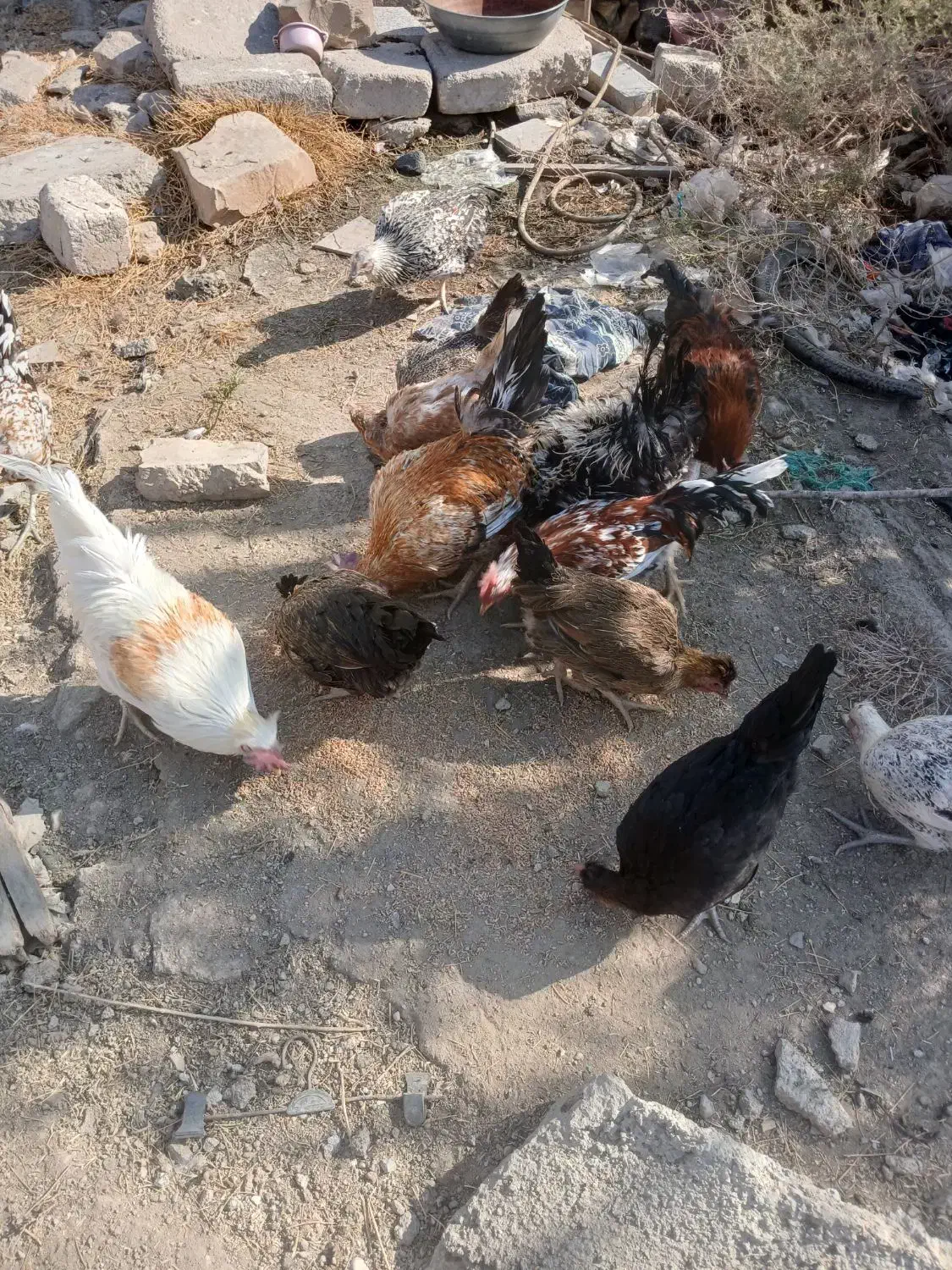 خروس ها فروشی هستن|حیوانات مزرعه|دهدشت, |دیوار