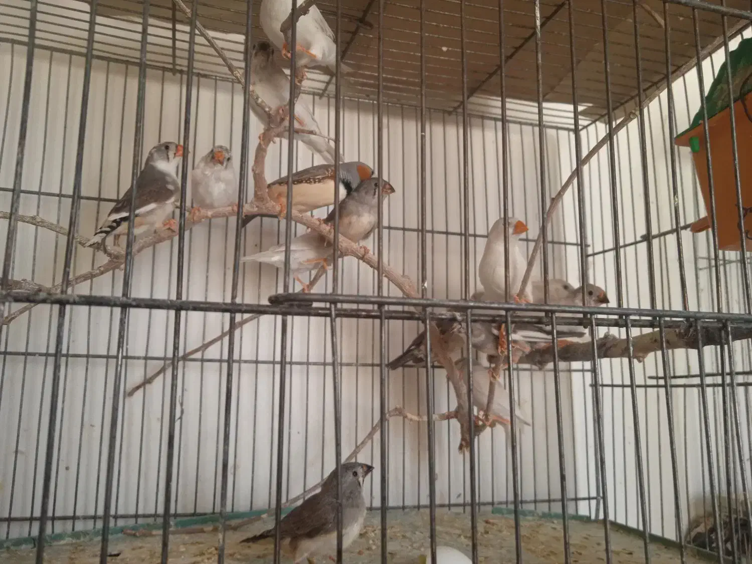 دوجفت نروماده الببنو و تعدادی فنج بالغ ونروماده|پرنده|شهرضا, |دیوار