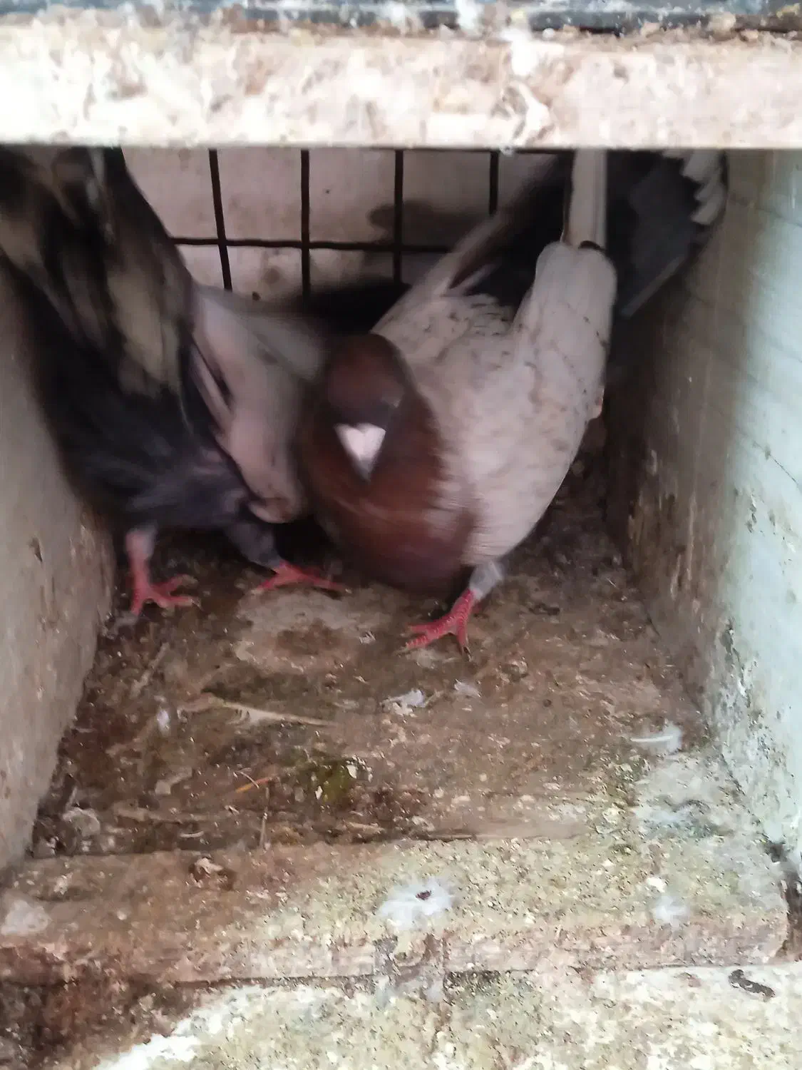 کبوتر طاووسی|پرنده|گلبهار, شهر جدید گلبهار|دیوار