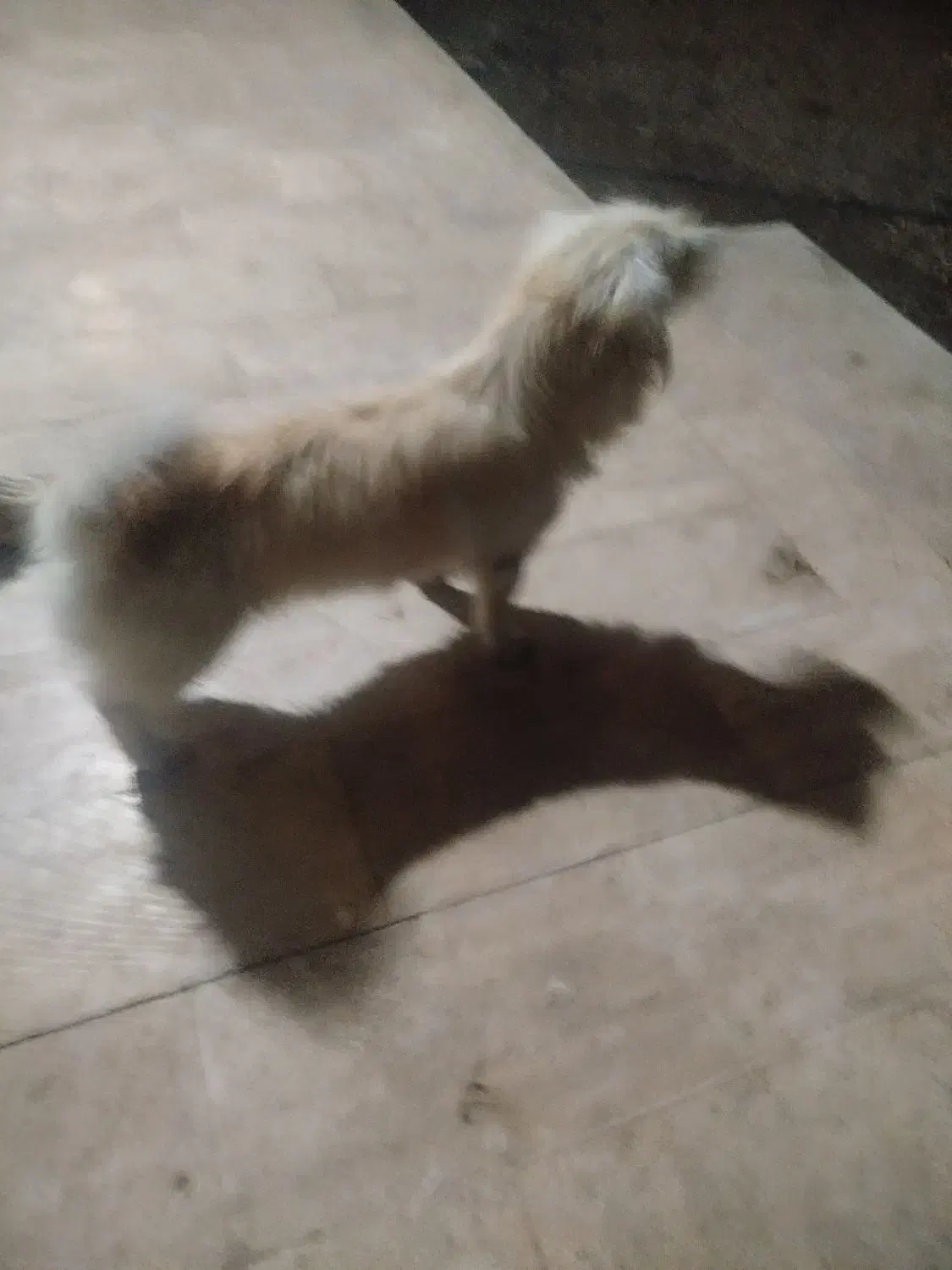 سگ خانگی|سگ|بازرگان, |دیوار